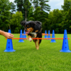 Dog Agility Training Equipment Set Dog Agility Training Equipment Set