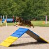 Dog Agility A Frame for Large Dogs, 82” x 23” Dog Agility Course Backyard Set, Dog Agility Equipment Outdoor for Jumping Climbing